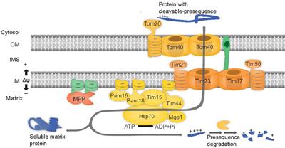 Presequence translocase-associated motor subunits of the mitochondrial protein import apparatus are dual-targeted to mitochondria and plastids